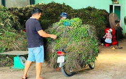 Lần đầu tiên trong đời nhà vườn thấy giá cau tăng kỷ lục, điều gì đang xảy ra?