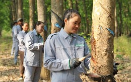 Một công ty sắp tuyển dụng 30.000 nhân sự làm việc tại Việt Nam, Lào và Campuchia