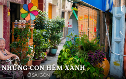 Thích mê khi dạo những "con hẻm xanh" ở Sài Gòn, ước sao người dân nơi nào cũng đồng lòng như thế!