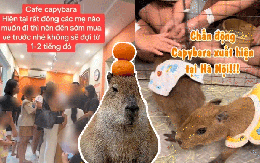 Capybara xuất hiện tại Hà Nội: Có người đi 3 lần mới được vào gặp "thần tượng", 25 phút vuốt ve quá ngắn ngủi so với số tiền bỏ ra?