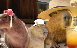 Capybara tạo nên cơn sốt ở Việt Nam: Đây là tất cả những điều giúp bạn tránh sốc trước khi tận tay cưng nựng "chiến thần ngoại giao"