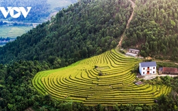 Lên biên giới Bình Liêu (Quảng Ninh) ngắm lúa vàng, lau trắng