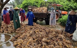 Sau đêm lũ, đàn gà 6.000 con chỉ còn vài con thoi thóp