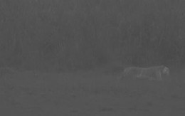 Loài vật quý hiếm bậc nhất hành tinh, cả thế giới chỉ có 30 cá thể