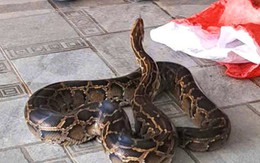 Trăn quý hiếm ‘lạc’ vào vườn nhà dân ở Hà Tĩnh