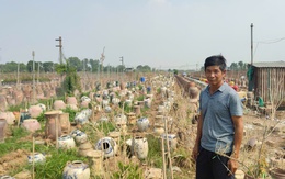 Người dân làng quất cảnh Tứ Liên: "Năm nay chúng tôi coi như không có Tết"