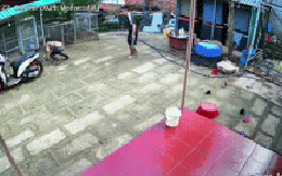 Con rắn dài cả mét "đi lạc" vào sân nhà, hành động của nam thanh niên xăm trổ khiến tất cả xây xẩm mặt mày