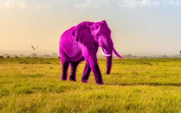 Bài kiểm tra với con voi màu hồng tiết lộ bạn có mắc hội chứng "vô ảnh tưởng" hay không?