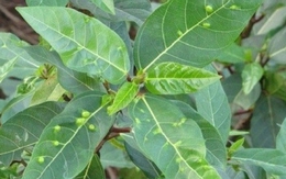 Loại lá gia vị xấu xí lại cực tốt cho sức khỏe, người Việt hay ăn mà không biết