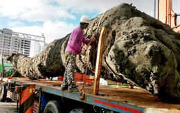 Đào đất tại công trường, đội công nhân "khoe" phát hiện cây gỗ dài 35m, tỏa mùi thơm: Hiện trường lập tức được phong tỏa