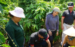 Việt Nam có mô hình độc đáo giúp đất hồi sinh, nông dân thu tiền tỷ từ giống cây "tốt nhất thế giới"