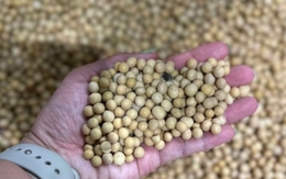 Loại hạt được ví như ‘thịt không xương’, tốt cho sức khỏe tim mạch