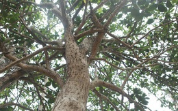 Loại cây quý có ở Việt Nam rất được người Trung Quốc yêu thích: Từ hoa đến rễ đều là tiền, vừa chơi phong thủy, vừa là "tiên dược"