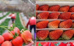 Cách phân biệt dâu tây Mộc Châu và dâu tây Trung Quốc