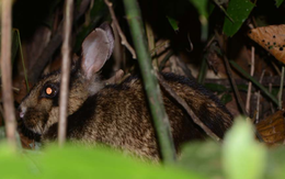 Báu vật ở dãy Trường Sơn: Loài động vật cực kỳ quý hiếm, thế giới không nơi nào có, IUCN bảo vệ khẩn cấp
