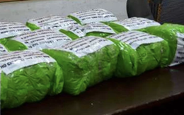 Công an TP HCM khuyến cáo người dân cẩn thận với một loại cỏ