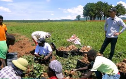 Nông trại Việt tại Angola bội thu đầu năm 3 loại rau củ người Trung Quốc thích mê, tranh nhau mua