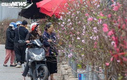 Tiểu thương 'xả' đào, quất sau Tết, bán giá rẻ như cho