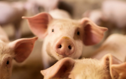 Những món ăn 'dị lạ' ít ai dám thử ở Trung Quốc