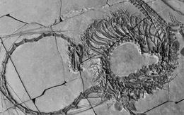 Trung Quốc: Lộ diện sinh vật lạ giống rồng và quái vật hồ Loch Ness