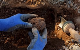 Từng được sử dụng làm thức ăn chăn nuôi, một loại thực phẩm của Trung Quốc được nâng tầm thành món hảo hạng, chiếm 80% sản lượng toàn cầu: Đến Bộ trưởng Tài chính Mỹ cũng tấm tắc khen