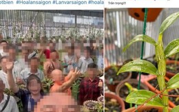 Lan đột biến nóng trở lại, giá hàng trăm triệu đồng: Dân buôn đang giăng bẫy?