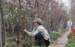 Hà Nội: Đào nở sớm, người trồng đào nguy cơ 'không có Tết'