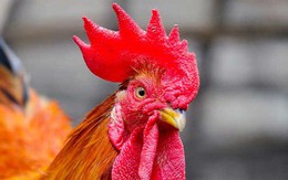 Tại sao mâm cúng Giao thừa bắt buộc phải có gà, mà thường là gà trống thiến?