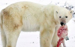 Biến đổi khí hậu đang khiến gấu Bắc Cực phải ăn thịt lẫn nhau!