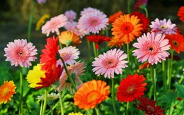 3 loại hoa thanh lọc không khí độc, mang tới may mắn, tài lộc, sức khoẻ cho ngày Tết