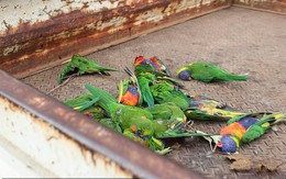 Bí ẩn về hiện tượng hàng trăm con vẹt rơi lả tả từ không trung tại Australia