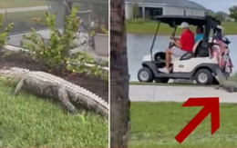Khoảnh khắc thót tim cá sấu tấn công cặp đôi đi xe golf