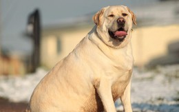 Chó tha mồi Labrador có một gen kỳ lạ, khiến chúng lúc nào cũng đói và dễ béo