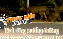 Xôn xao thông tin con nai to bằng con bò xuất hiện ở Rừng Sác