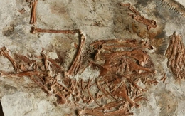 Tiết lộ bất ngờ từ "sinh vật lạ" 120 triệu tuổi ở Trung Quốc