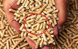 Chỉ bán "thứ bỏ đi" cho Trung Quốc, Nhật Bản..., Việt Nam thu về gần 3 tỷ USD