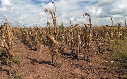 La Nina thế chỗ El Nino