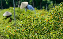 Loại quả '1 vốn 10 lời' được Trung Quốc, Lào ồ ạt tìm mua: Việt Nam có sản lượng hàng trăm nghìn tấn mỗi năm, giá tăng gần bằng sầu riêng