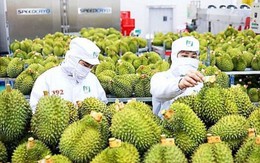 Tín hiệu tích cực từ vụ cảnh báo 30 lô sầu riêng Việt Nam xuất sang Trung Quốc