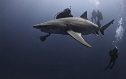 Cá mập không thường cắn người như chúng ta nghĩ