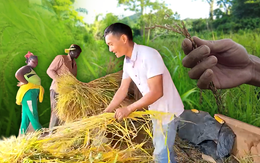 Lúa nương Việt Nam trĩu hạt trên rẫy châu Phi: Chỉ người giàu dám ăn, trồng 2 năm mới có thành quả