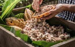 Loại nông sản ‘làm giàu mới’ cho nông dân Việt Nam đang lên 'cơn khát' khắp châu lục: 1 tấn đắt hơn 4 lượng vàng, hương vị tốt hàng đầu thế giới