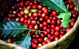 Sau một động thái từ Việt Nam, giá cà phê Robusta lập tức vọt lên cao nhất mọi thời đại