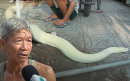 Bạch xà của lão nông xổng chuồng 3 lần khiến dân làng hú vía, đại gia trả giá ngang chiếc SH vẫn chưa muốn bán