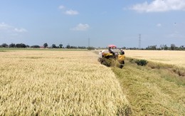 Giá lúa liên tục giảm, nông dân miền Tây 'đứng ngồi không yên'