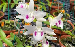 Bài học cay đắng của người đàn ông mất 8 tỷ đồng vì mê muội 'ôm' lan đột biến