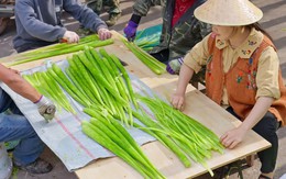 "Lật tẩy" cây cỏ quê mùa bà nội trợ Việt đua nhau trồng, khoe là rau tiến vua cả triệu đồng/kg