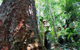 Việt Nam sắp bán trên 5 triệu tín chỉ carbon rừng