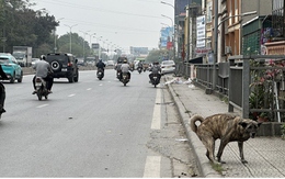 Phát hoảng vì chó không rọ mõm thả rông nơi công cộng ở Hà Nội