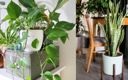 Người thông minh bí mật trồng 6 cây cảnh trong nhà: Vừa gia tăng vận khí lại biết "nuốt" bụi bẩn, làm đẹp không gian